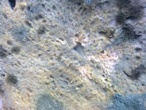 Mold On Bread