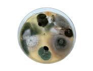 Molds in a petri dish