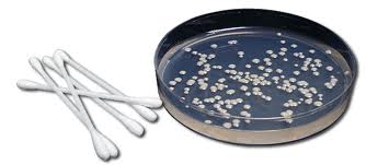 Swaps and Petri dish