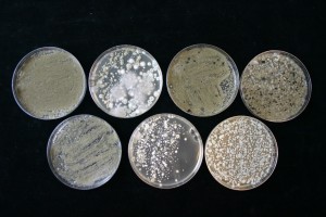 Different Mold Types