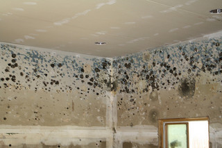 Mold on Ceiling